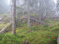 Gammel skog med mye trefall i lia 
