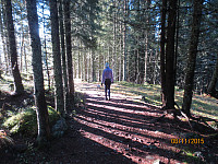 Flott lys i skogen på nedturen