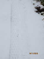 Det var et bredt spor i snøen etter en fat bike i stien opp lia