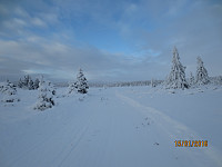 Preparerte løyper i skogen