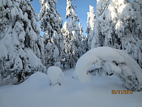 Snøen lå tungt på trærne i det jeg snirklet meg frem i skogen