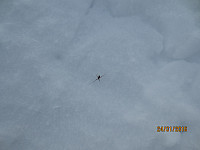 Så mange slike edderkopper på snøen, enda det var mange minusgrader