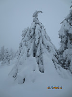 Flott i skogen i dag