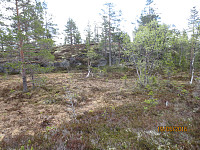 Toppen var en bergrygg i myra