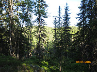 Godt å gå i skyggen i skogen etter vel mye sol i dag