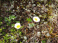 Et par Mogopper stod i full bloms i fjellsiden