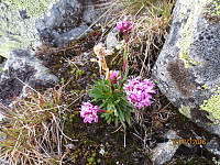 Det dukket opp noen fargerike blomster her og der