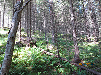 Kuttet en sving ved å gå rett opp skogen