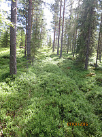 Oppe på ryggen kom jeg på et gammelt far etter traktor