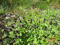 Noen blomster var det også her