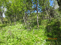 Tett skog i starten