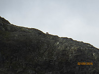 En rein i profil på kanten av fjellet