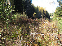 Det høyeste punktet på Klundbykampen er dekket av kratt og ligger under høyspentlinja