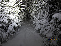 Herlig med nysnø i skogen