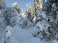 Rene eventyrstemningen i skogen i dag