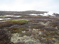Mye våt myr å krysse opp mot fjellet