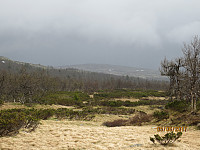 På Lyngkampen regnet det tungt når jeg nærmet meg