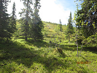 Etter en start i skogen kom jeg raskt over tregrensa