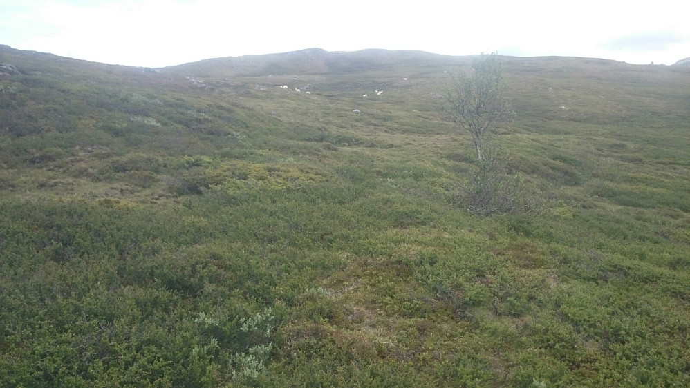 Veldig mye sau oppe på fjellet her