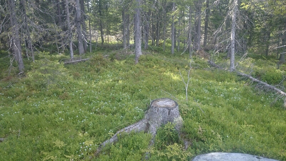 Var innom en liten kul av en topp langs veien på returen
