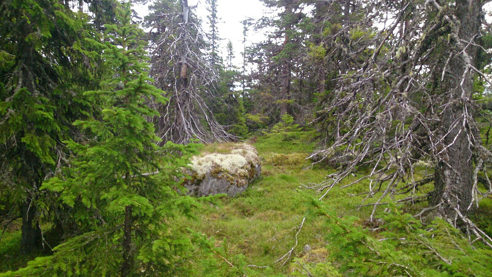 Ingen markering på toppen av Grindfossberget, og begrenset utsikt