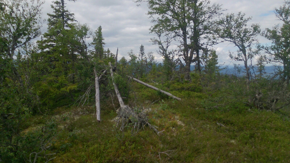 Toppen av Svartåsen ø
