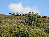 I det vi kommer opp på fjellet går vi rett på en flokk med villrein
