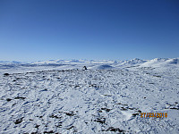 Reinen til Fram Tamreinlag hadde beitet i området tidligere i vinter
