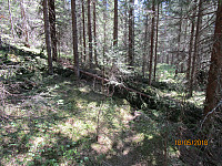 Snøen har vært har med trærne i vinter, og det lå hundrevis av knekte tretopper i terrenget