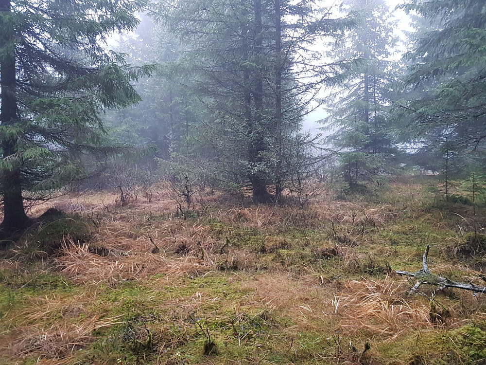 Her et sted er høyeste punkt på Biskopåsen
