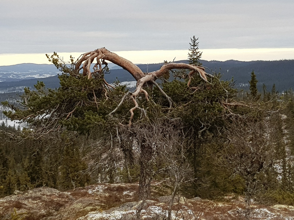 Det stod en litt spesiell furu rett nedenfor toppen