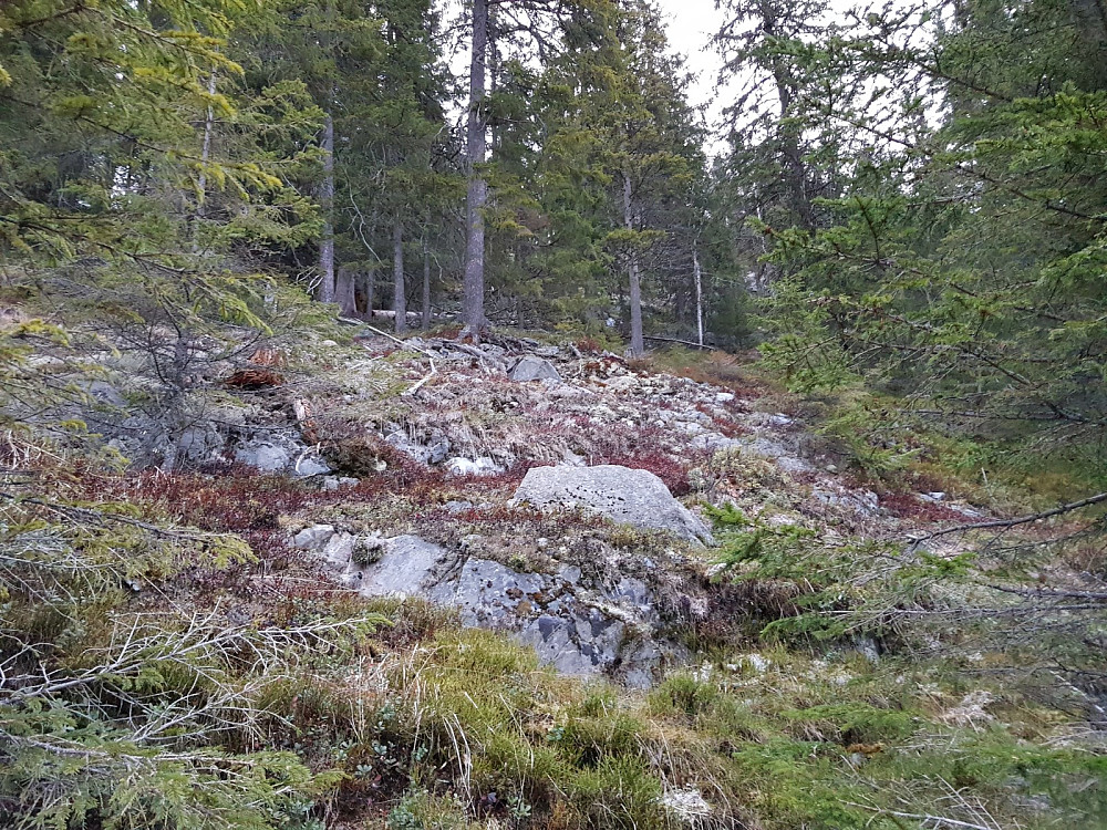 Lengre opp ble det å finne sitt eget spor opp berget og gjennom skogen