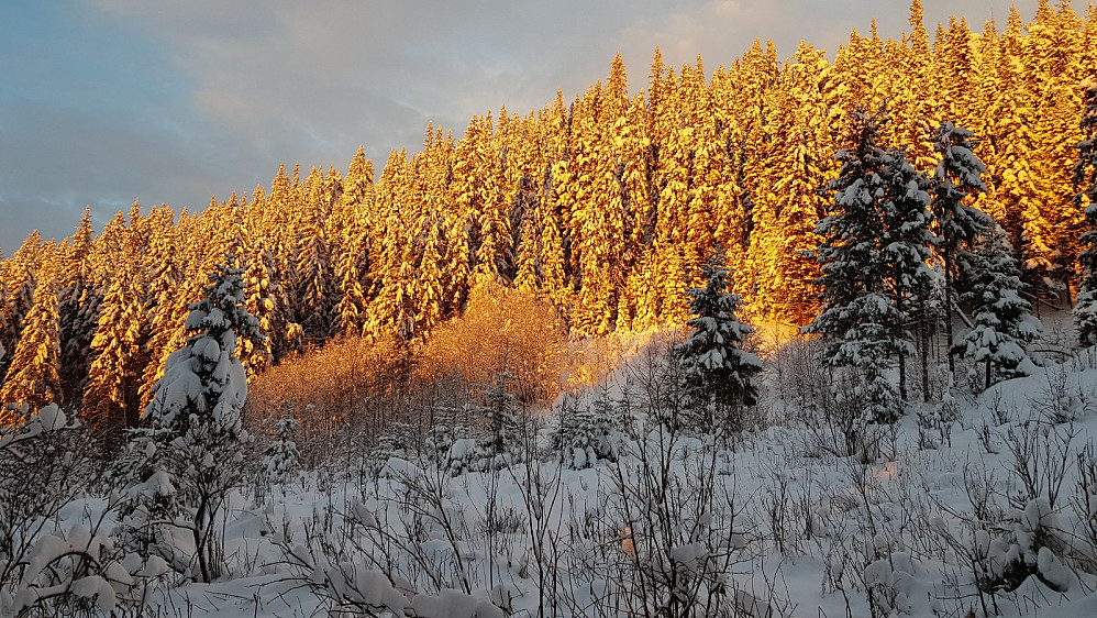 Flott lys der sola traff skogen