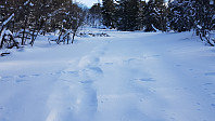 Det var gått med truger opp her tidligere i vinter, så det bar bra opp skogen