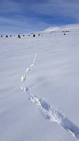 Reven hadde gått på kryss og tvers i hele fjellsiden