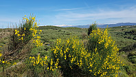 Full sommer og masse fine blomster her