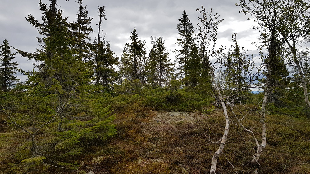 Høyeste punkt på Øyvassberget
