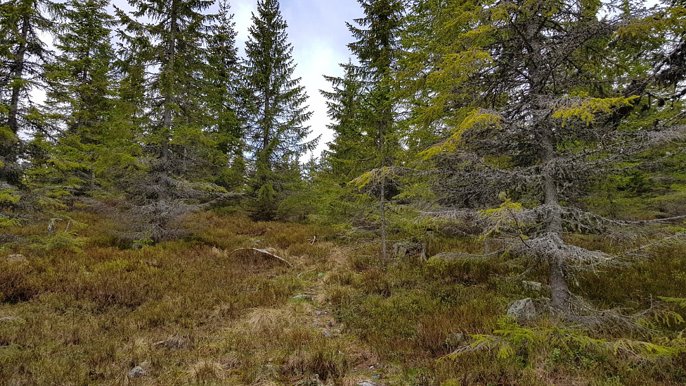 Jeg kunne starte på sti, men den ble raskt borte for meg