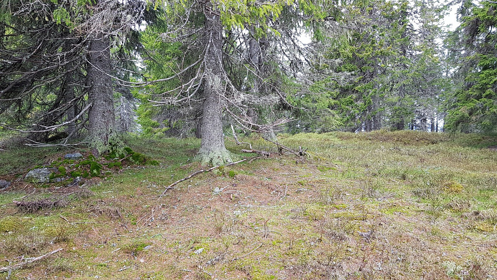 Høyeste punkt på Godhamnhøgda
