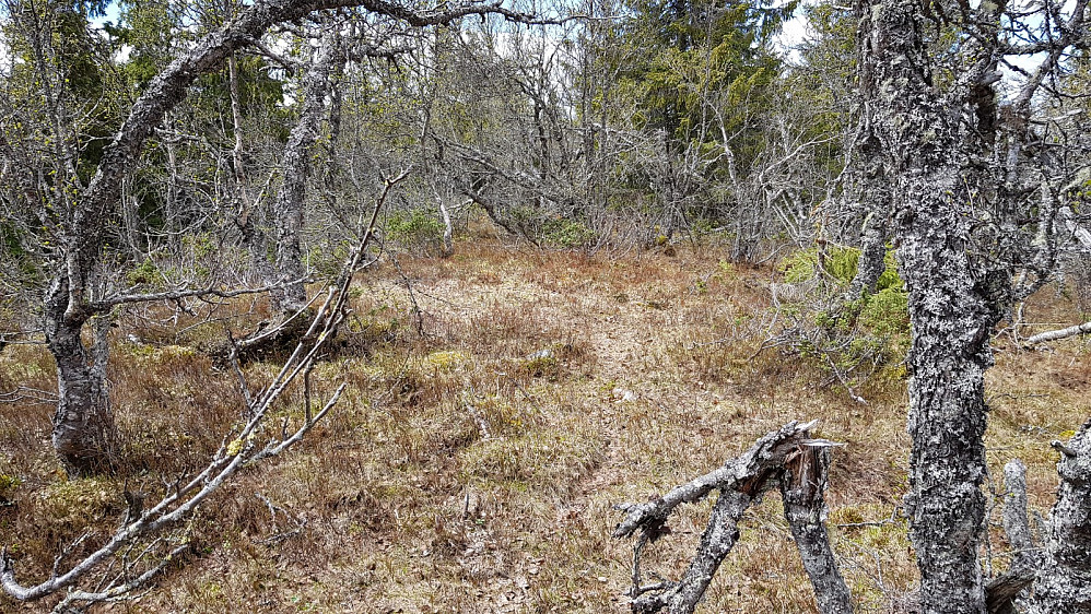 Her et sted er høyeste punkt på Solashaugen. Hverken utsikt eller noen markering på toppen.