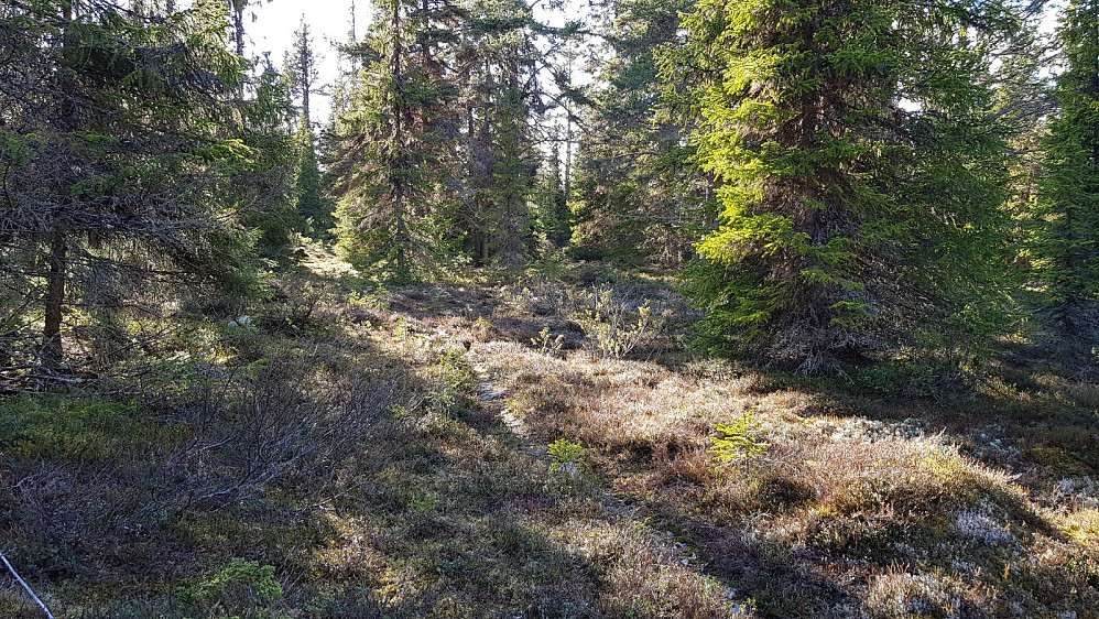 Tydelig sti i starten, men den gikk etterhvert i feil retning