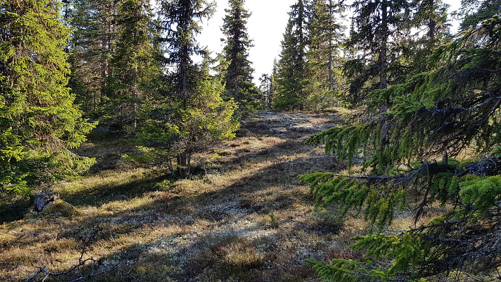 Da ble det å gå sitt eget råk men det var lettgått terreng her, så det kostet ikke mye krefter å gå uten sti den lillebiten opp