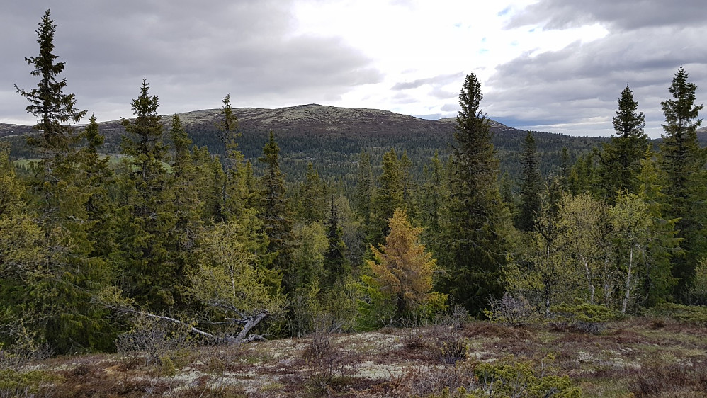 Utsikt opp på Dynjefjellet