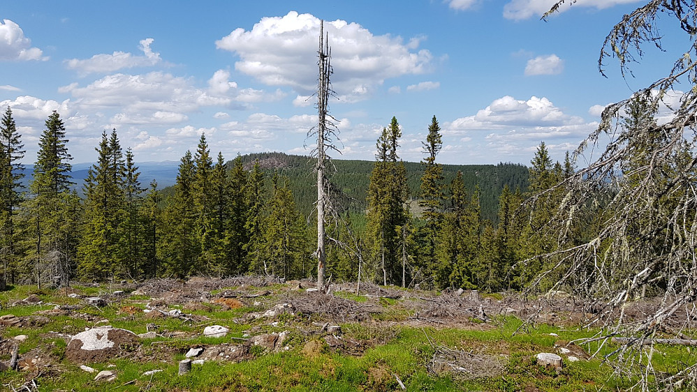 Fra toppen av Svartåsen og over mot Trollsberget
