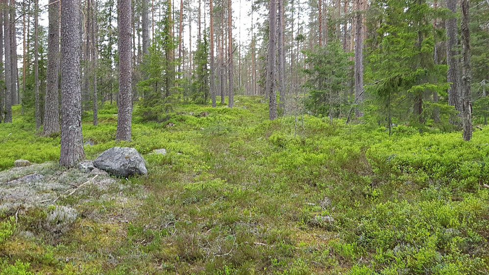 På kartet var det avmerket en kjerrevei, men den var knapt nok synlig