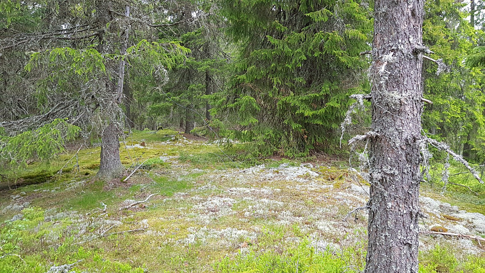 Høyeste punktet på Vestsjølberget var markert med ståltråd og en gammel påle som hang i et tre