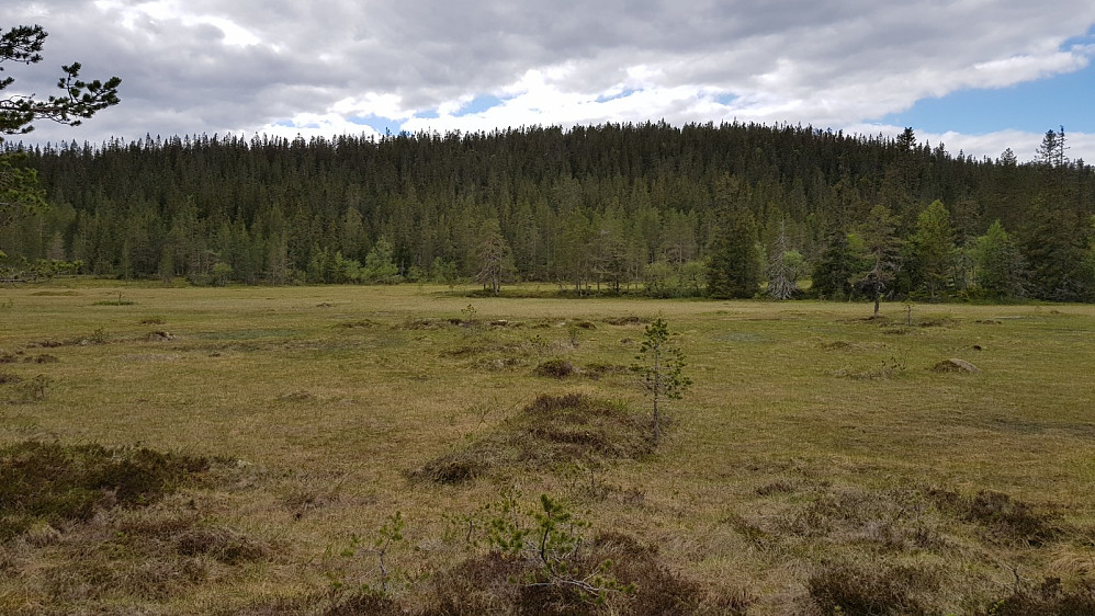 Over myra mot Grasberget. Myra var så våt at jeg måtte gå delvis rundt