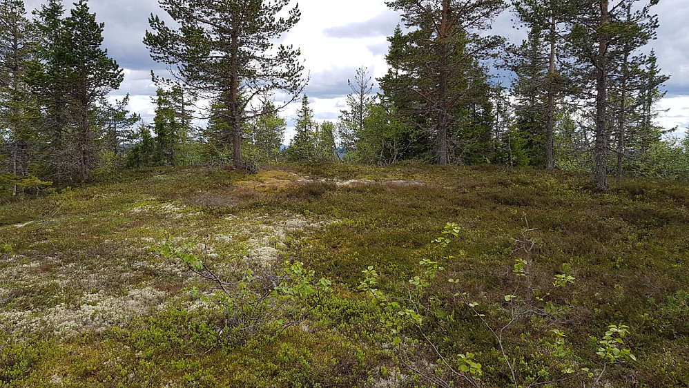 Her er høyeste punktet på Grasberget