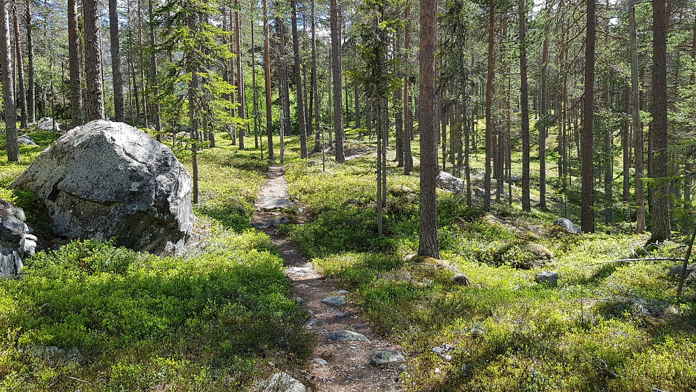 Flott sti gjennom furuskogen i starten