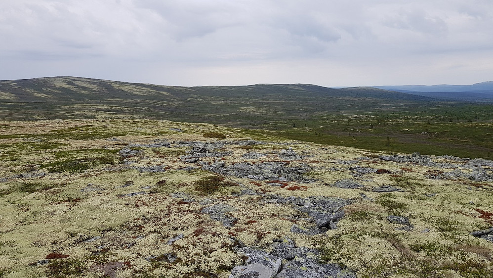 Tilbake mot start hvor Friisvegen ligger så fint i terrenget at den er vanskelig å se